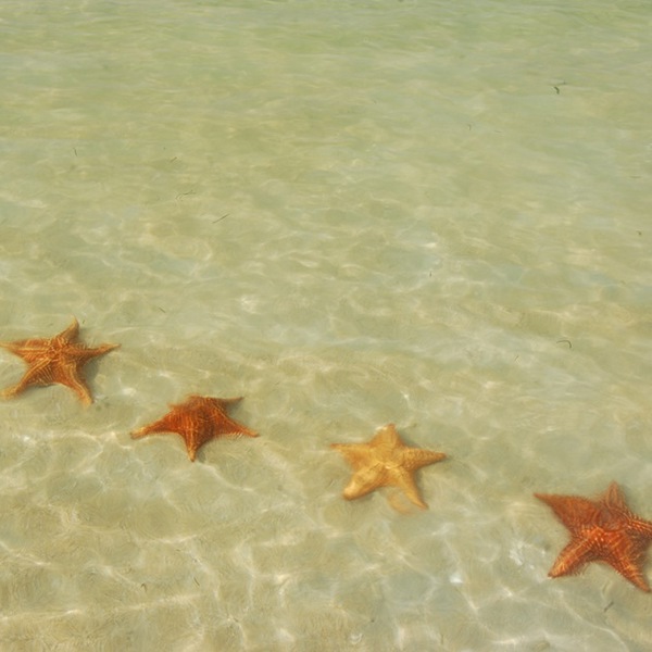 Søstjerne i vandkanten i Panama