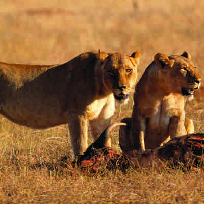 Løver i Hwange, Zimbabwe