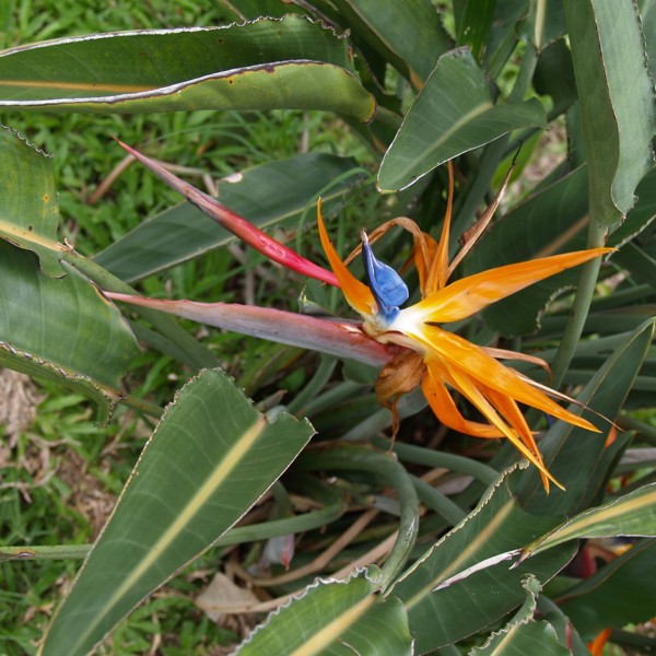las terrazas blomst