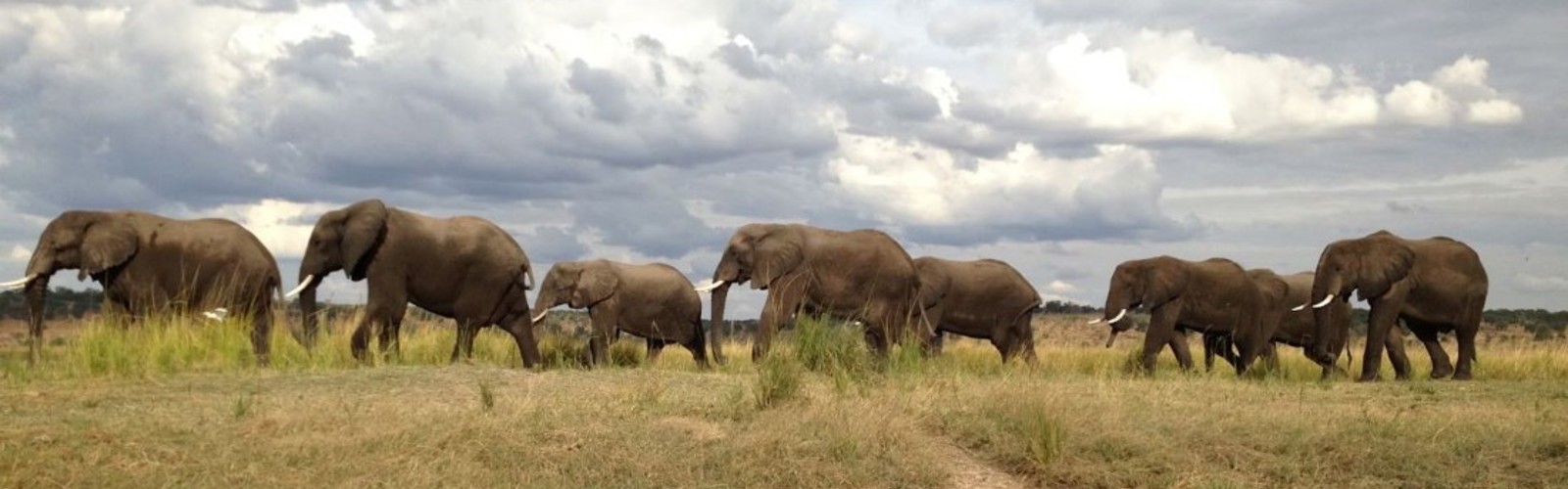 Elefanter på række - mindre
