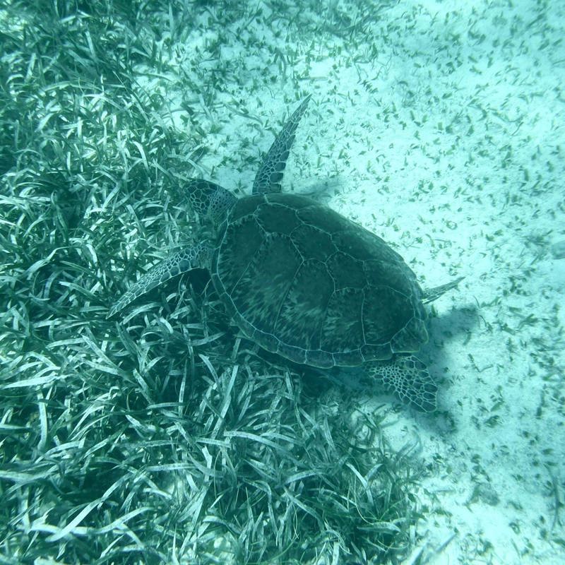 Skildpadder i vandkanten i Belize