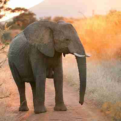 Elefant i aftenlys, Sydafrika