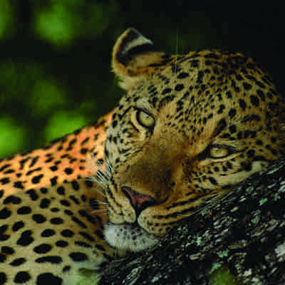 Leopard portræt, Sydafrika