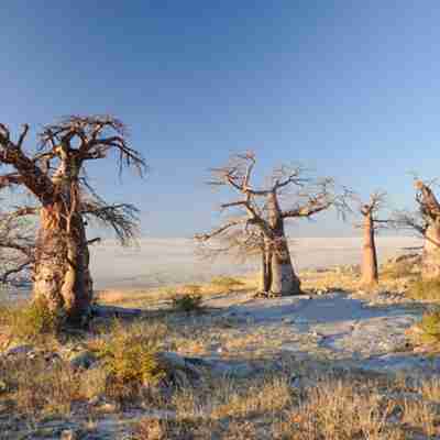 Saltsletter i Makgadikgadi Nationalpark