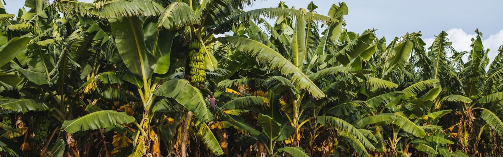 I:\AXUMIMAGES\Afrika\Zambia\Lusaka\Banana Farm