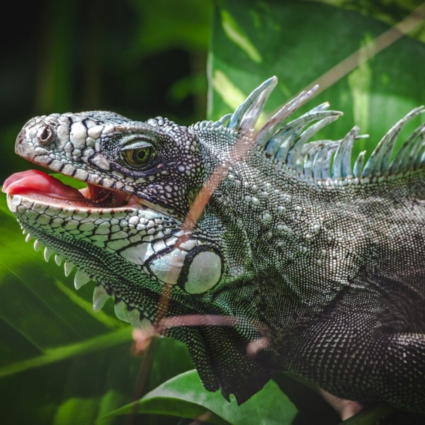 Iguana