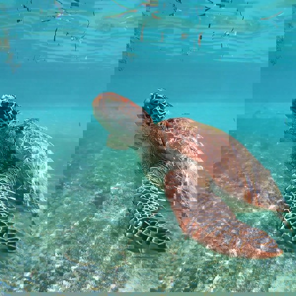 Rejse i Mellemamerika