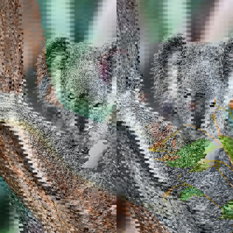 Koala Kuranda