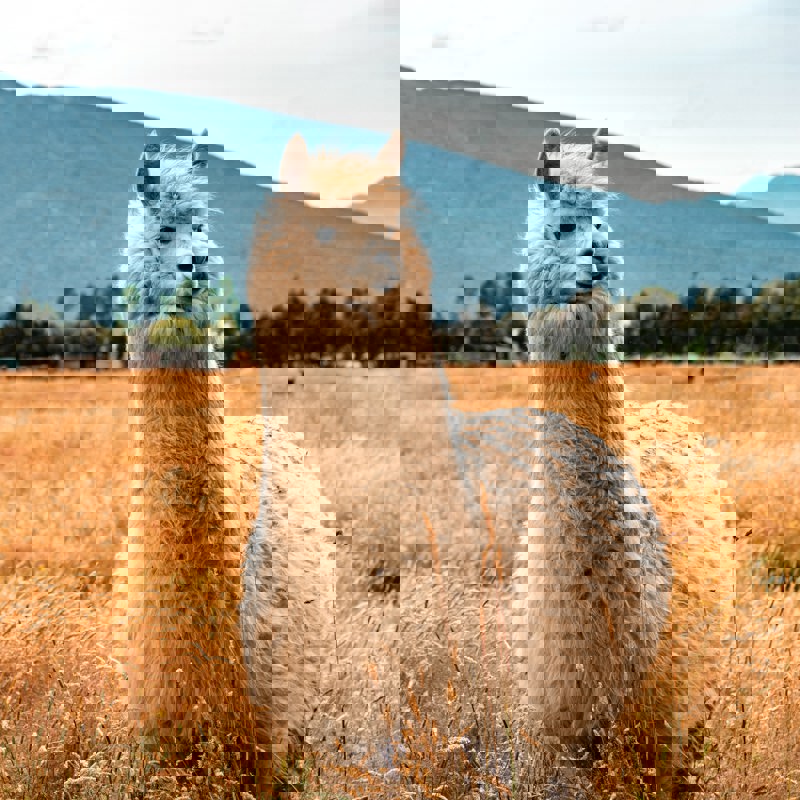 sebastien-goldberg-xgQZ1rXbYa4-unsplash