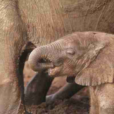 Lille elefantunge i Chobe Nationalpark