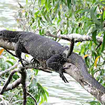 En øgle slænger sig på en gren, Kandy