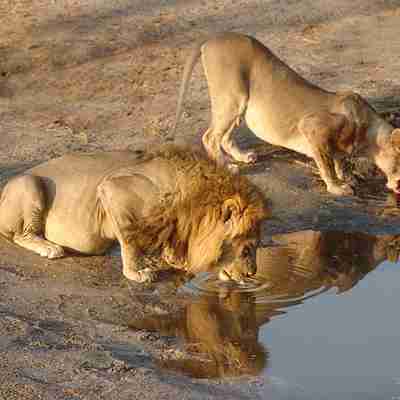 Tørstige løver, Kenya